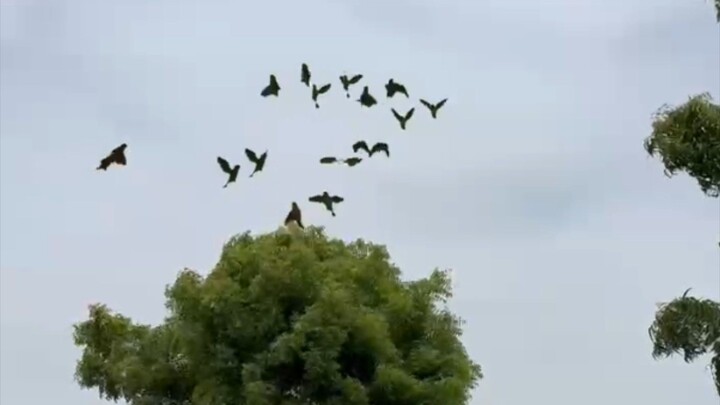 hunting challenge for parrots 🦜