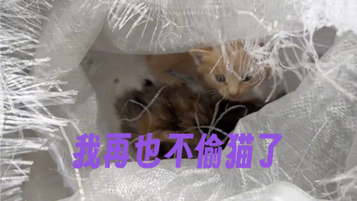 أنا أعلم أنني أخطأت، ولن أسرق القطط بعد الآن.