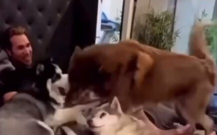 Super Dog Lover King