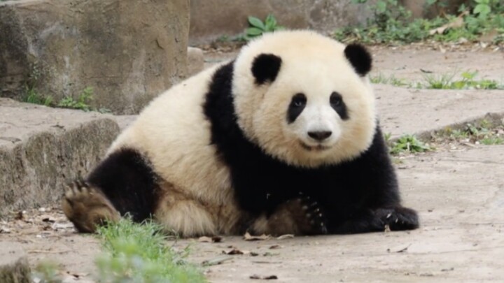 Hua Hua: The enemy hasn’t even moved, and I’m already down—fake crashes are my specialty. I’m a pro 