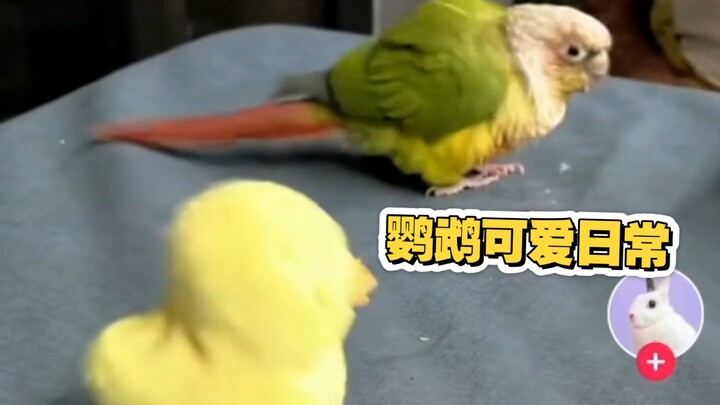 【تيك توك】 متابعون من الخارج يتابعون باندماج الحياة اليومية الحميمة بين المالك والببغاء