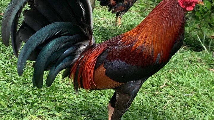 Broodstag 🐓🙏🫡👌