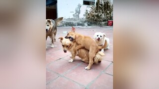 Bo ngồi nhìn bất lực...cunyeucuadua yeucho yeuchomeo cún cúncon chó chómèo chócon chókhôn yeuchomeo chócute pet dog dogsoftiktok doggo