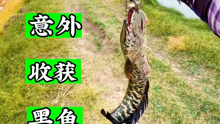 Encountered a big black fish in a small field ditch—now I’m in for a windfall!