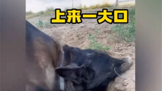 Dog-powered earth mover～