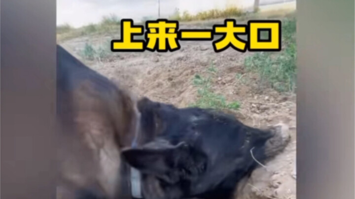 Dog-powered earth mover～