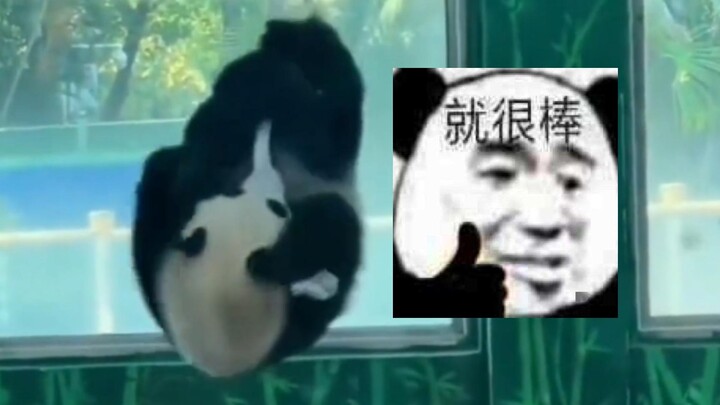 Aku bakal mati karena tertawa lihat panda ini!!!