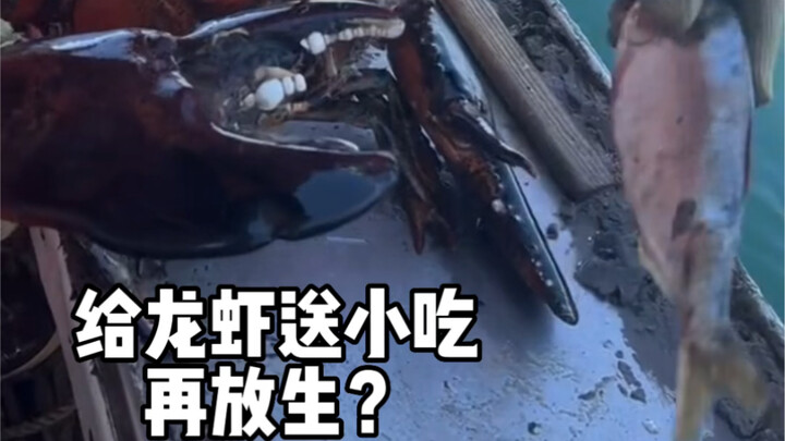 Offering snacks to lobsters before releasing them back into the wild? Is it to help restore ecologic