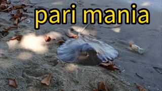 pemburu ekor panjang