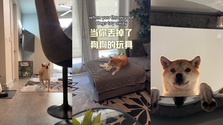 เมื่อของเล่นของน้องหมาถูกโยนทิ้งไป🥹🥹