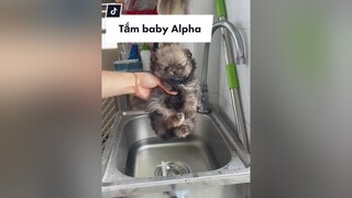 Tắm baby pomeranian pom phocsoc thucung chamsocthucung dongvat petlover doglover