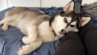 Corgi husky mix suffers from Napoleon complex