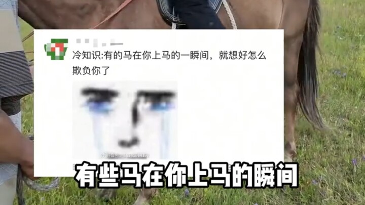 การฝึกม้าก็คือการประชันความดื้อด้านระหว่างคนดื้อกับคนดื้อ