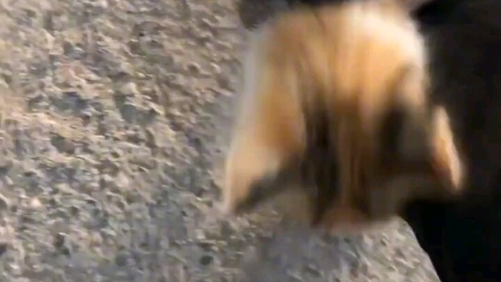 I'm now also a cat owner.