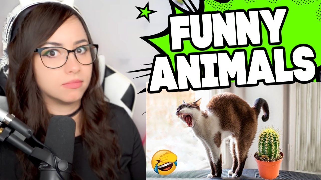 Bunnymon REACTS to Funny Animal Videos 2022 😂 - Bilibili