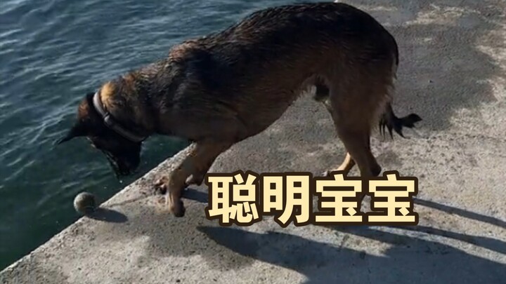 Clever little dog knows how to entertain itself!