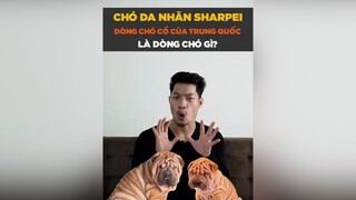 Chó Da nhăn Sharpei dòng chó cổ của Trung Quốc là dòng chó gì tuitienpet petonesaigon dcgr