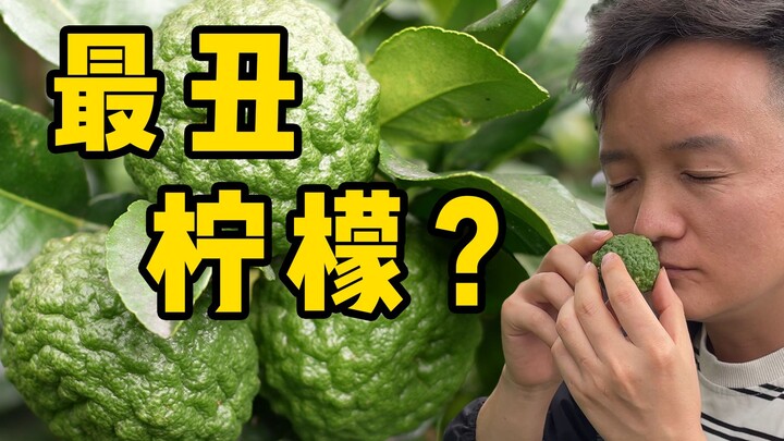 [Thợ săn Trái cây × Hunter × Hunter] Ở nhà hàng xóm New Zealand lại phát hiện ra quả chanh xấu nhất?