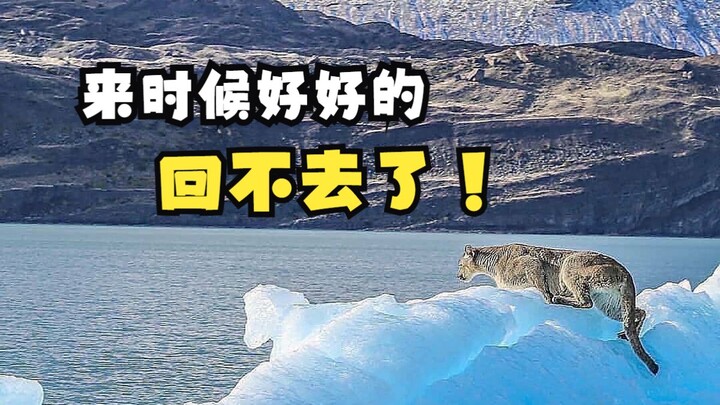 The cougar on the iceberg!