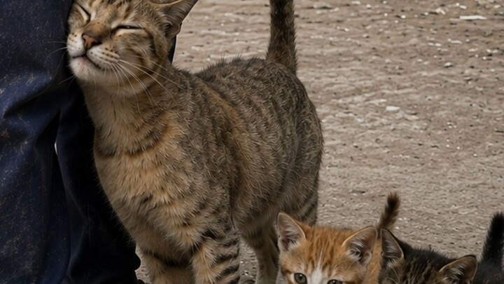 #cat #funny #xxx