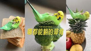 Duncan 🐦 có thể nằm ở bất cứ đâu
