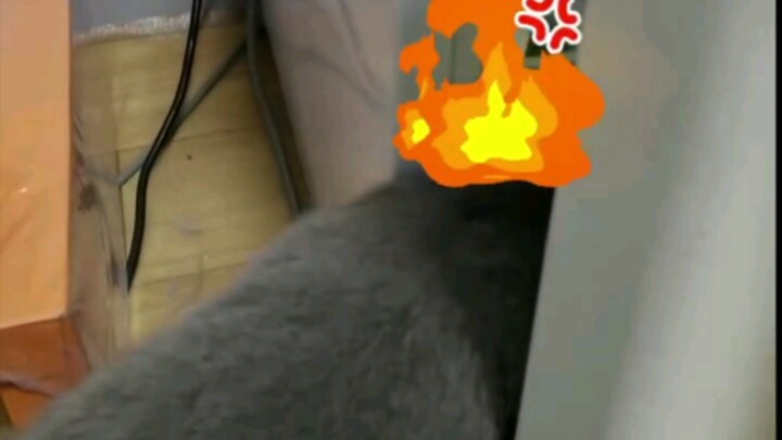 القطة: لقد أهدرت نصف حياتي يا لك من مهمل! ما المشكلة في أن أعطيك جملة من التراث الوطني؟