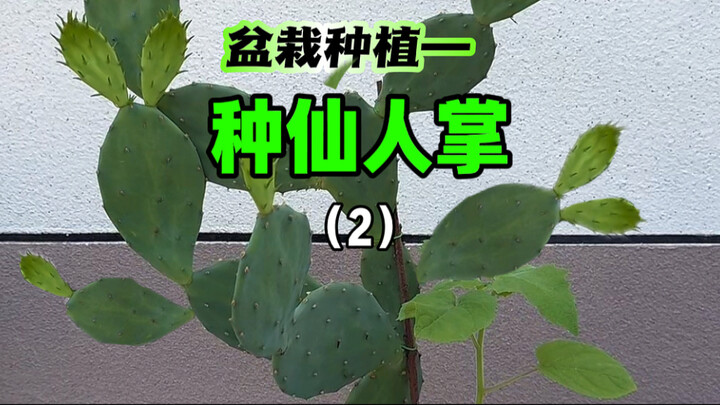 Satu tahun lalu saya menemukan satu potong kaktus rusak di alam liar, siapa sangka setelah lebih dar