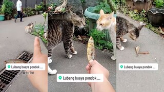 ไม่มีการต่อสู้ใดที่ปลาแห้งไม่สามารถเอาชนะได้สำหรับแมว
