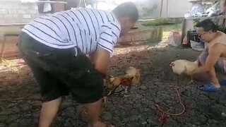 KAYDAMI NG MANOK NIYA 3X CHAMPION NA DAW