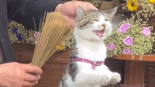 "The cats and dogs that my grandparents kept in their home during those years"
