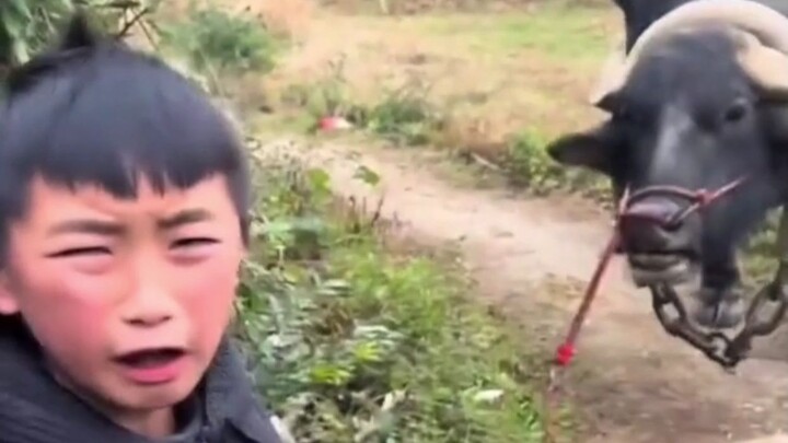 Con bò cũng biết “xem mặt mà đặt món” đấy_ Bò _ Thật không ngờ!