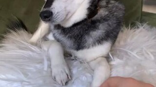 Only Mom can pet me, Dad! ✋🏻🛑 nopetting tiktokdogs