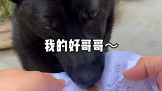 Anjing: Kakak, tunggu saja sampai aku sukses, pasti akan membalasmu!