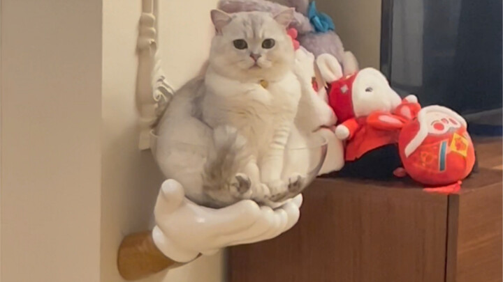 My little Mingzhu on my phone seems to be carrying a secret～