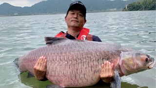 Pada hari ketiga menjaga ikan mas hijau raksasa di Dongjiang, saya menangkap 104 kilogram ikan harin