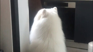 Aku rakus, tapi aku imut