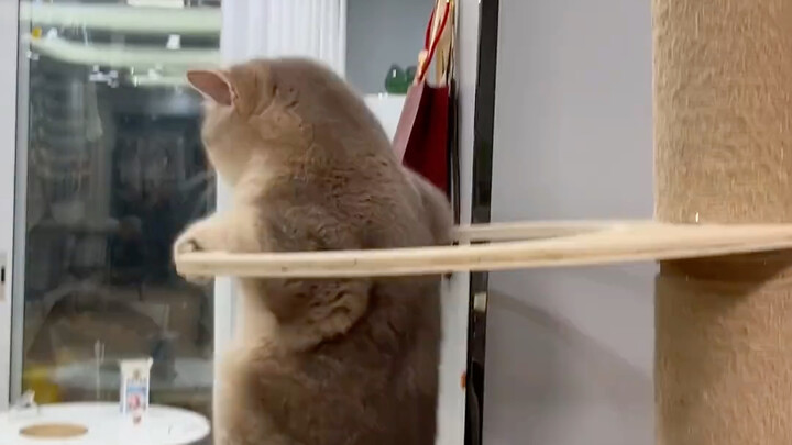 Khi lén lút lừa lấy chiếc ổ ngủ của mèo...