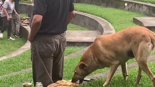 Beberapa anjing sudah tahu cara membalas budi.