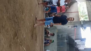 JBS Grey (LOSE) 7months old.. oct. 23, 2025. @ San Andres Quezon. Brgy. Manghero Cockpit Arena.