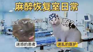 【Cat meme】As everyone knows, rationality is utterly insignificant in the face of general anesthesia.