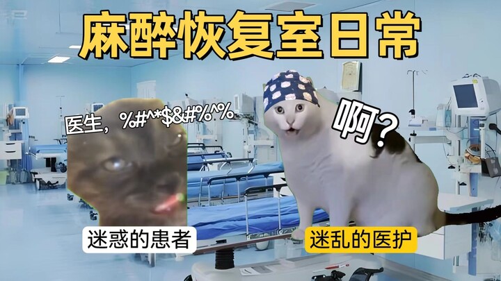 【Cat meme】As everyone knows, rationality is utterly insignificant in the face of general anesthesia.