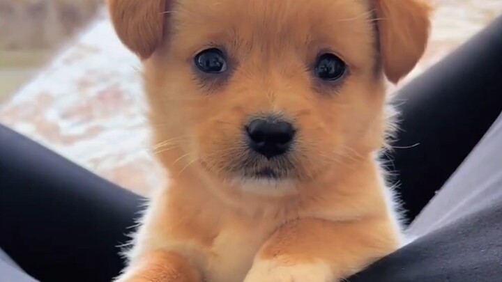 Tentang anjing kecil yang dibeli kakak perempuan saya seharga 20 yuan