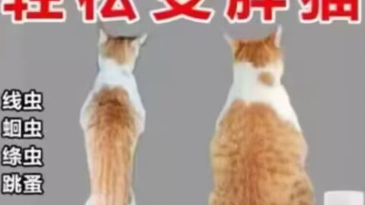 不要放过这个学校！（胖猫我又来陪你了）