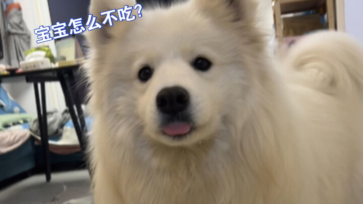 “Soal Kenapa Anjing Samoyed di Rumah Gue Enggak Mau Makan Makanan Anjing yang Gue Masakin”