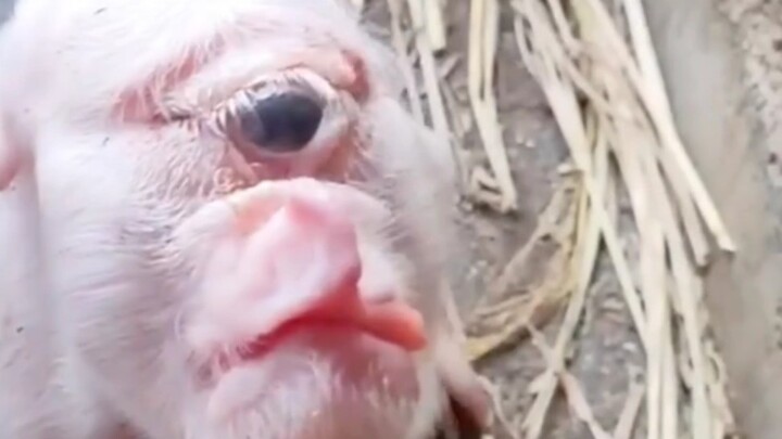 Các bạn ơi, chú heo một mắt này còn cứu được không?