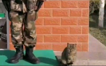 Kucing kecil: Berjaga bersama para prajurit adalah saat paling membahagiakan bagi saya