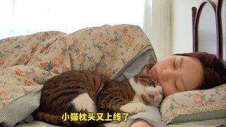 كم يمكن أن تكون القطة الصغيرة مزعجة في الصباح لتجعلك تستيقظ...