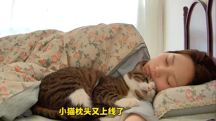 كم يمكن أن تكون القطة الصغيرة مزعجة في الصباح لتجعلك تستيقظ...