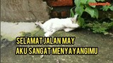 Kisah Kucing Kecil Lucu Di Temukan Di Jalanan Hingga Berpisah Untuk Selamanya Selamat Tinggal May