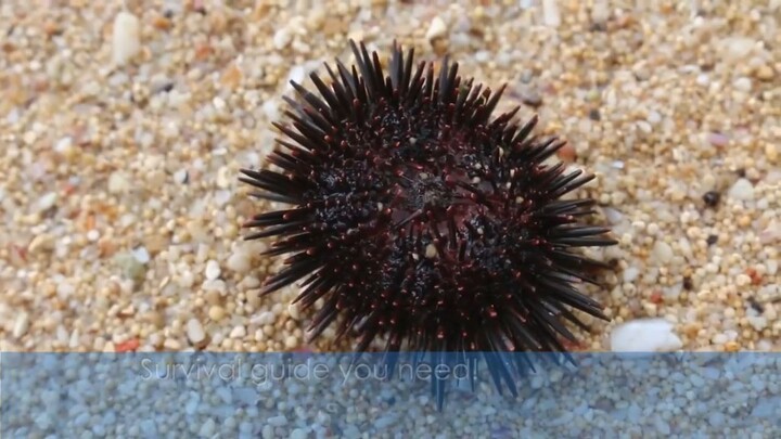 _How to Survive a Sting from a Sea Urchin_
